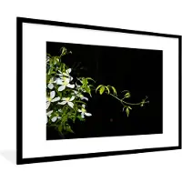 PosterMonkey Fotolijst incl. Poster - Een kruipende tak van witte clematis op een zwarte achtergrond - 120x80 cm - Posterlijst