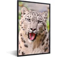 PosterMonkey Fotolijst incl. Poster - Sneeuwluipaard - Tong - Grijs - 80x120 cm - Posterlijst