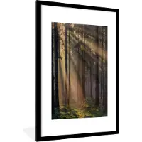 PosterMonkey Fotolijst incl. Poster - Bomen - Bos - Zon - Planten - 60x90 cm - Posterlijst
