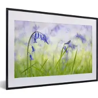 PosterMonkey Fotolijst incl. Poster - Sterhyacinten in een groen grasveld - 60x40 cm - Posterlijst