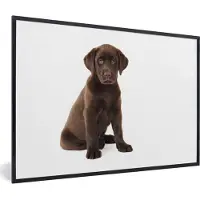 PosterMonkey Fotolijst incl. Poster - Chocolade labrador puppy voor witte achtergrond - 90x60 cm - Posterlijst