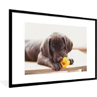 PosterMonkey Fotolijst incl. Poster - Chocolate Labrador Retriever puppy - 120x80 cm - Posterlijst