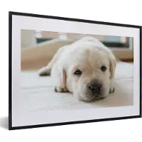 PosterMonkey Fotolijst incl. Poster - Een close-up van een vermoeide Labrador puppy - 60x40 cm - Posterlijst