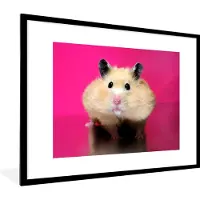 PosterMonkey Fotolijst incl. Poster - Hamster met roze achtergrond - 80x60 cm - Posterlijst
