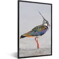 PosterMonkey Poster - Fotolijst - Vogel - Veren - Regenboog - Zand - 40x60 cm - Poster vogels - Kamer decoratie - Poster kader - Foto lijst - Poster natuur - Posters