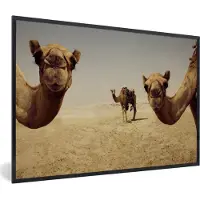 PosterMonkey Fotolijst incl. Poster - Kamelen in Doha Gatar - 120x80 cm - Posterlijst
