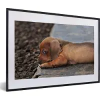 MuchoWow Foto in lijst - Teckel puppy ligt op de rand van de stoep fotolijst zwart met witte passe-partout 60x40 cm - Poster in lijst (Wanddecoratie woonkamer / slaapkamer)