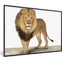 PosterMonkey Poster in fotolijst kind - Jongens - Leeuw - Dieren - Kinderen - Meisjes - Schilderij voor kinderen - 60x40 cm - Wanddecoratie jongens - Poster kinderkamer - Muurdecoratie
