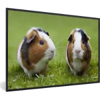 PosterMonkey Fotolijst incl. Poster - Twee cavia's - 90x60 cm - Posterlijst