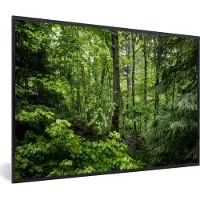 PosterMonkey Fotolijst incl. Poster - Bos - Boom - Groen - 30x20 cm - Posterlijst