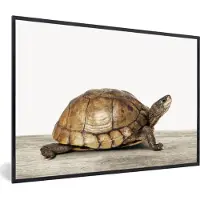 PosterMonkey Poster in fotolijst kinderen - Wanddecoratie jongens - Schildpad - Jongen - Dieren - Kinderen - Meisjes - Decoratie voor kinderkamers - 60x40 cm - Kinder decoratie - Schilderij voor kinderen