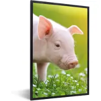 PosterMonkey Fotolijst incl. Poster - Dieren - Biggetje - Varken - 60x90 cm - Posterlijst