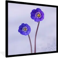 PosterMonkey Fotolijst incl. Poster - Bloemen - Sneeuw - Paars - 40x40 cm - Posterlijst