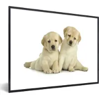 PosterMonkey Fotolijst incl. Poster - Twee labrador puppy's voor witte achtergrond - 40x30 cm - Posterlijst