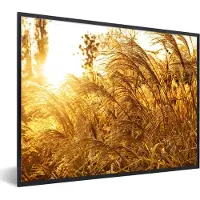 PosterMonkey Fotolijst incl. Poster - Pampasgras - Zon - Gras - 80x60 cm - Posterlijst