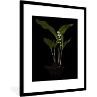 PosterMonkey Fotolijst incl. Poster - Een lelietje van dalen met bladeren op een zwarte achtergrond - 60x80 cm - Posterlijst