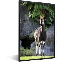 PosterMonkey Fotolijst incl. Poster - Okapi met rotsen op de achtergrond - 20x30 cm - Posterlijst