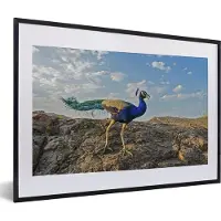 MuchoWow Fotolijst incl. Poster - Pauw - Berg - Blauw - 60x40 cm - Posterlijst