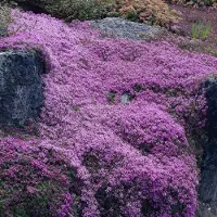 GP 50 x Kruiptijm of Kruipend Tijm Roze|Paars - Bodembedekker Wintergroen - Thymus praecox 'Coccineus' in 9x9cm pot met hoogte 5-10cm