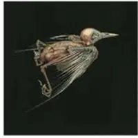 Konkurrent Jenny Hval & Susanna - Meshes Of Voice (CD)