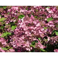 Tuinplantenwinkel.nl Hydrangea paniculata 'Wim's Red' - Potmaat 23 - Planthoogte 30-40 cm