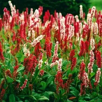 GP 25 x Duizendknoop Rood|Wit - Bodembedekker Winterhard - Persicaria affinis 'Darjeeling Red' in 9x9cm pot met hoogte 0-10 cm