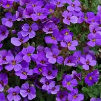 GP 6 x Randjesbloem Paars|Blauw - Bodembedekker Wintergroen - Aubrieta 'Hamburger Stadtpark' in 9x9cm pot met hoogte 5-10cm