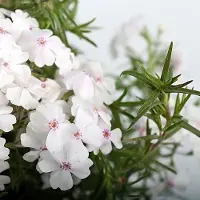 GP 25 x Kruipphlox of Vlambloem Wit - Bodembedekker Wintergroen - Phlox subulata 'White Delight' in 9x9cm pot met hoogte 5-10cm