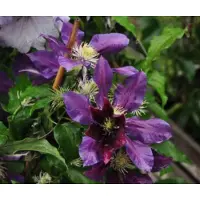 Up!Climbers 1 x Clematis 'The Vagabond' - BOSRANK - 50-60 cm in pot