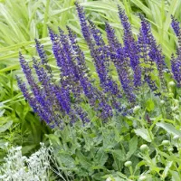 GP 50 x Salie Mainacht Paars|Blauw - Winterharde Vaste Planten - Salvia nemorosa 'Mainacht' in 9x9cm pot met hoogte 5-10cm