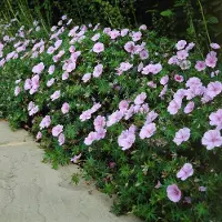 GP 12 x Ooievaarsbek Roze|Wit - Bloeiende Bodembedekker Winterhard - Geranium sanguineum striatum in 9x9cm pot met hoogte 5-10cm