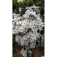 Up!Climbers Clematis Armandii 50-60 cm - Klimop - Groenblijvend - Winterhard - P15