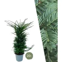 Plants by Frank | 20 extra grote taxus planten voor 10 strekkende meter haag | ↨ 100-125cm in 15 liter pot | Taxus baccata | haagplanten | haagplanten winterhard | haagplanten