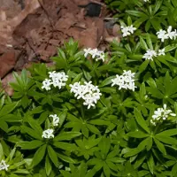 GP 6 x Lievevrouwebedstro Groen|Wit - Bodembedekker Wintergroen - Galium odoratum in 9x9cm pot met hoogte 5-10cm