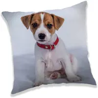 Sweet Home Jack Russell Kussentje