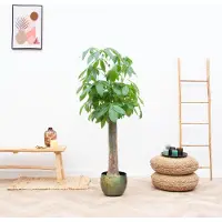 Green bubble Strelitzia Nicolai - 150cm