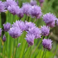 GP 6 x Bieslook Kruidenplant - Tuinkruiden Kweken - Allium schoenoprasum in 9x9cm pot met hoogte 5-10cm