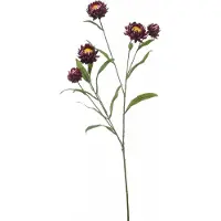 Hortus Kunst xerochrysum spray purple, 70 cm