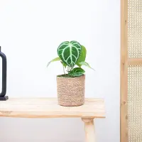 Green bubble Anthurium Chrystallium - 20cm