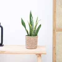 Green bubble Sansevieria Laurentie - 50cm
