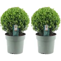 Plants by Frank | Echte hulstplant in bolvorm XL | 2x Ilex crenata 'Jenny' bol XL | set van 2 stuks | 25 cm Ø diameter | buxusvervanger | Ilex | tuinplanten | buxus | planten