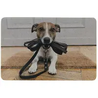 Mars & More deurmat humor jack russell 75x50cm