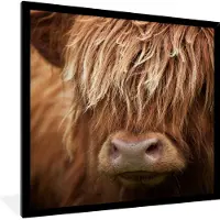 PosterMonkey Fotolijst incl. Poster - Schotse Hooglander Koe - Koeienkop - Close Up - 60x80 cm - Posterlijst