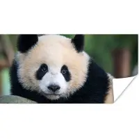 PosterMonkey Poster Panda - Wilde dieren - Portret - Steen - 160x80 cm
