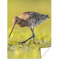 PosterMonkey Poster Vogels - Gras - Landschap - Grutto - 30x40 cm