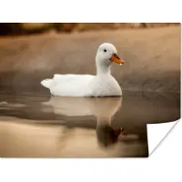 PosterMonkey Poster Eend - Vogel - Water - Wit - 120x90 cm