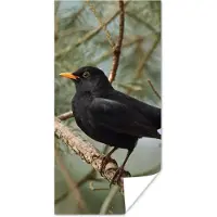 PosterMonkey Poster Vogel - Merel - Takken - Dieren - 80x160 cm