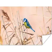 PosterMonkey Poster Vogel - Pimpelmees - Riet - 40x30 cm