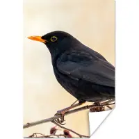 PosterMonkey Poster Merel - Vogel - Takken - Bes - Rood - 20x30 cm