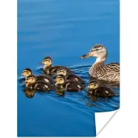 PosterMonkey Poster Eend - Water - Vogel - Bruin - 60x80 cm
